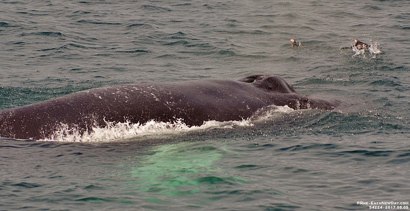54224CrLeUsm - Gatherall's Puffin - Whale Watch - Bay Bulls